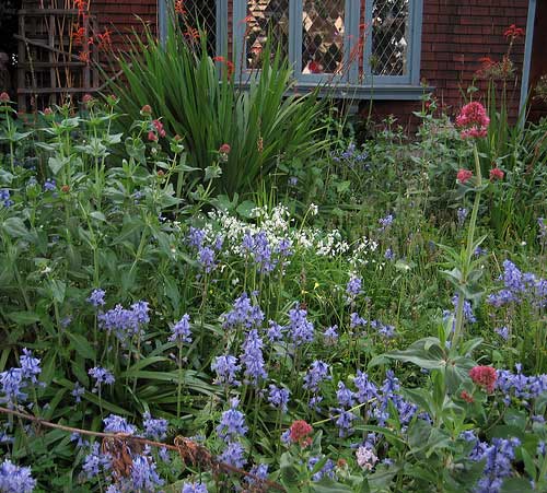 Hyacinthoides Hispanica